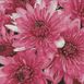 Алмазная мозаика. Розовые хризантемы 50x50 см, Без подрамника, 50 x 50 см