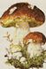 Картина з мозаїки. Білі гриби, Без підрамника, 30 х 20 см
