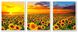 Картина за номерами. Триптих Поле соняшників, Подарункова коробка, Триптих 50 х 120 см