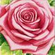 Набір діамантової мозаїки Рожева троянда, Без підрамника, 55 х 55 см