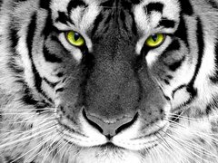 Купити Вишивка камінням за номерами Погляд тигра  в Україні