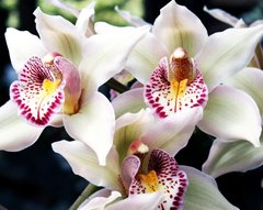 Купити Набір алмазної вишивки. Біла орхідея-2  в Україні