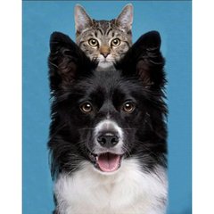 Купити Алмазна картина на підрамнику, набір для творчості. Кіт і пес розміром 30х40 см (квадратні камінчики)  в Україні