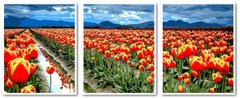 Купить Картина по номерам. Триптих Поле тюльпанов  в Украине