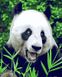 Картина за номерами Голодна панда, Без коробки, 40 х 50 см