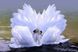 Алмазная мозаика. Лебеди – Танец любви, Без подрамника, 60 х 40см