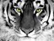 Вышивка камнями по номерам на подрамнике Взгляд тигра