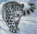 Набір для алмазного живопису Сніговий барс в горах, Без підрамника, 45 х 50 см