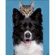 Алмазна картина на підрамнику, набір для творчості. Кіт і пес розміром 30х40 см (квадратні камінчики), З підрамником, 30 х 40 см