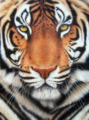 Купити Вишивка камінням за номерами Тигр  в Україні