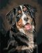 Картина за номерами. Портрет собаки, Подарункова коробка, 40 х 50 см