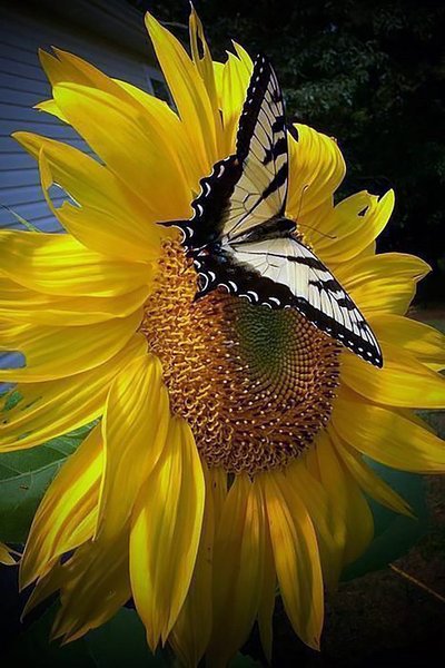 Купити Алмазна мозаїка. Метелик і соняшник  в Україні