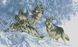 Алмазная мозаика В зимнем лесу (волки), Без подрамника, 44 х 72 см
