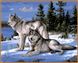Картина по номерам Premium-качества. Волки на снегу (в раме), Подарочная коробка, 40 х 50 см