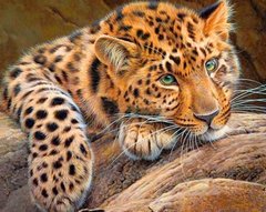 Купить Алмазная мозаика на подрамнике. Леопард отдыхает  в Украине