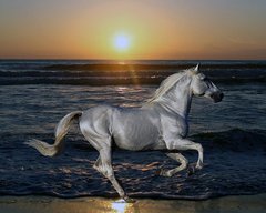 Купити Алмазна мозаїка. Біла конячка  в Україні