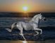 Алмазная мозаика. Белая лошадка, Без подрамника, 50 х 40 см