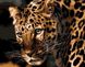 Картина за номерами. Насторожений леопард, Подарункова коробка, 40 х 50 см