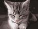Картина по номерам Сонный котенок, Без коробки, 40 х 50 см