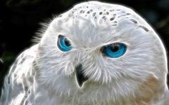 Купить Вышивка камнями по номерам Белая сова  в Украине