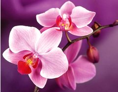 Купить Алмазная мозаика на подрамнике. Нежные орхидеи  в Украине