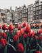 Картина за номерами без коробки. Тюльпани Амстердама, Без коробки, 40 х 50 см