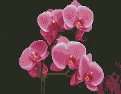 Купити Алмазна мозаїка по номерам круглими камінчиками. Рожеві орхідеї (на підрамнику)  в Україні