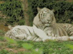 Купити Алмазна мозаїка по номерам круглими камінчиками (на підрамнику). Відпочинок білих тигрів  в Україні
