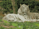 Алмазна мозаїка по номерам круглими камінчиками (на підрамнику). Відпочинок білих тигрів, З підрамником, 30 х 40 см
