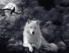 Картина за номерами Білий вовк, Без коробки, 40 х 50 см