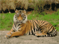 Купить Алмазная мозаика по номерам круглыми камешками (на подрамнике). Хороший тигр  в Украине