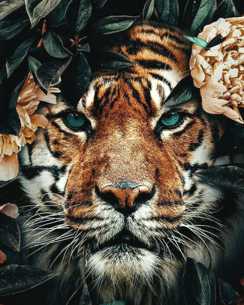 Купити Алмазна мозаїка. Тигр 40 x 50 см  в Україні