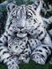Діамантова мозаїка Білі тигри, Без підрамника, 38 х 49 см