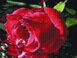 Мозаїка за номерами (на підрамнику). Червона троянда, З підрамником, 30 х 40 см