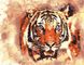 Картина за номерами Вогняний тигр, Без коробки, 40 х 50 см
