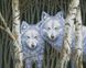 Набор алмазной мозаики Белые волки, Без подрамника, 39 х 49 см