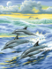 Алмазна мозаїка Сім'я дельфінів, Без підрамника, 30 х 40