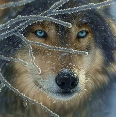 Купить Вышивка камнями по номерам Взгляд волка  в Украине