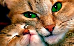 Купити Вишивка камінням за номерами Кішка з кошеням  в Україні
