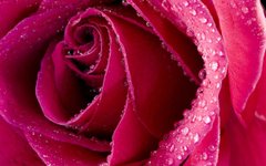 Купити Вишивка камінням за номерами Бутон троянди  в Україні