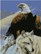 Алмазная мозаика по номерам круглыми камешками (на подрамнике). Величественные орел и волк, С подрамником, 30 х 40 см