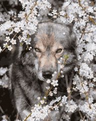Купить Картина по номерам без коробки Волк в цветах  в Украине