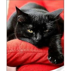 Купить Набор алмазной мозаики на подрамнике. Черный котенок (30х40см, круглые камешки, полная выкладка полотна) выкладка алмазами по номерам  в Украине