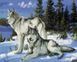 Алмазна мозаїка 40х50 Вовки на снігу SP007, Без підрамника, 40 х 50 см