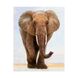 Алмазная мозаика по номерам круглыми камешками. Величественный слон (на подрамнике), С подрамником, 40 x 50 см