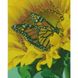 Алмазна мозаїка на підрамнику. Метелик на соняшнику (40 x 50 см, круглими камінчиками), З підрамником, 40 x 50 см