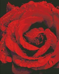 Купити Алмазна мозаїка, набір круглими камінчиками на підрамнику "Троянда в діамантах" 40х50см  в Україні