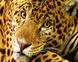 Картина з мозаїки. Ягуар, Без підрамника, 50 х 40 см