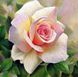 Алмазная техника. Розовая роза, Без подрамника, 15 х 15 см