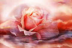 Купити Алмазна техніка. Лавандова троянда худ. Carol Cavalaris  в Україні